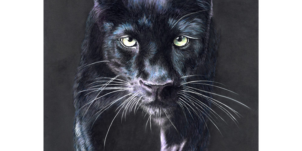 An-Enchanting-Encounter black panther