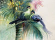 turacos