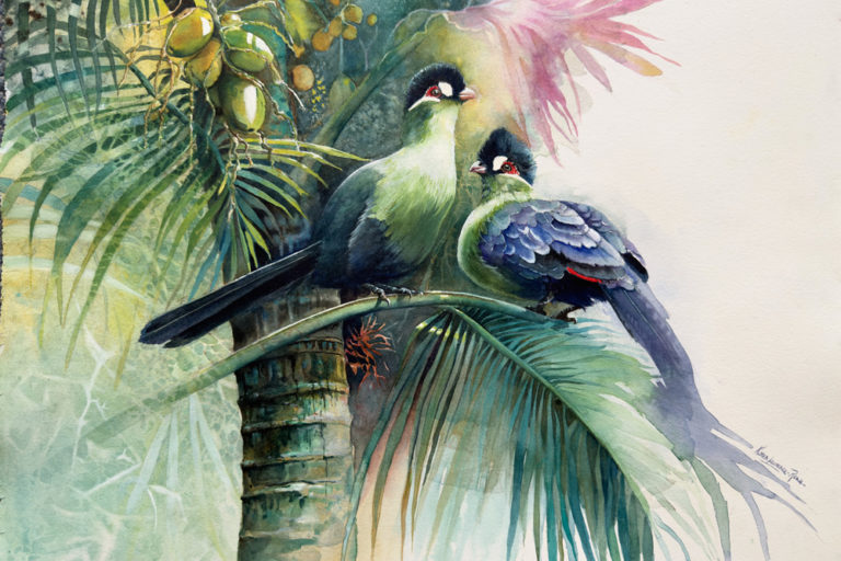 turacos