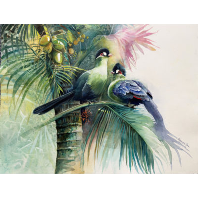 turacos