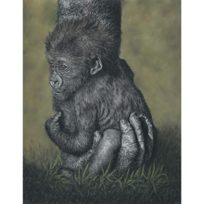 baby gorilla