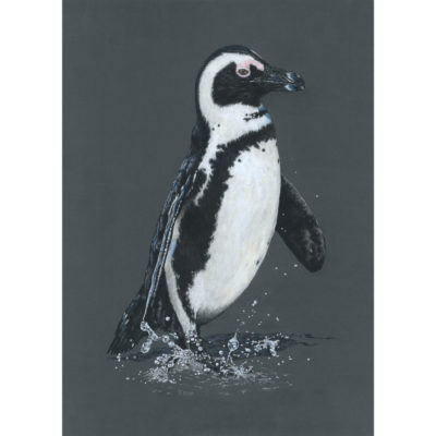 African penguin