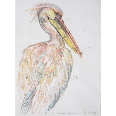 pelican study