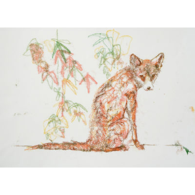 sitting fox