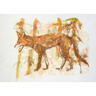 urban fox