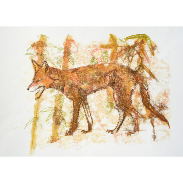 urban fox