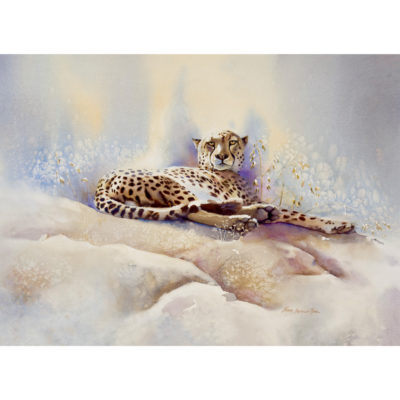 cheetah