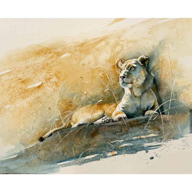 The-Distance-Between lioness