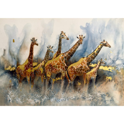 herd of giraffe