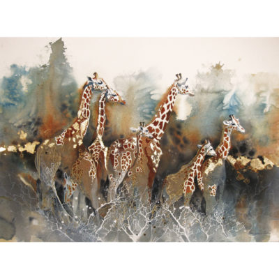 herd of giraffe