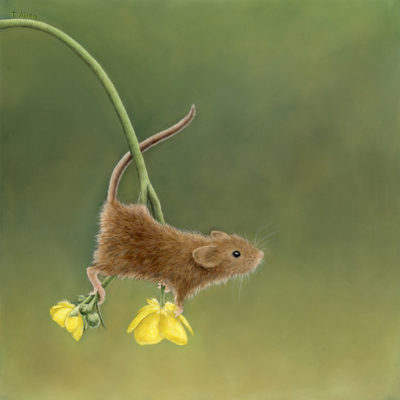harvest mouse