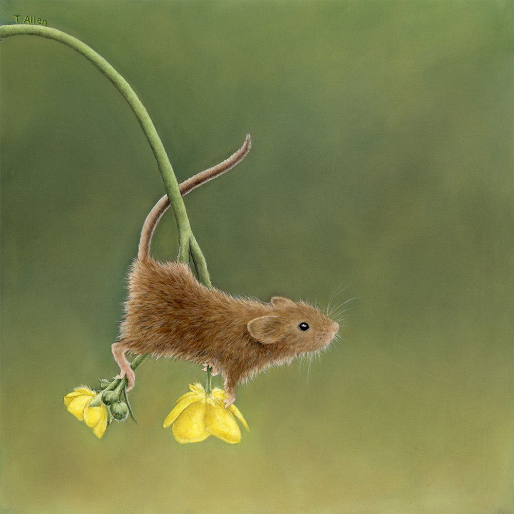 harvest mouse