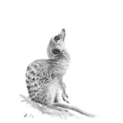 meerkat