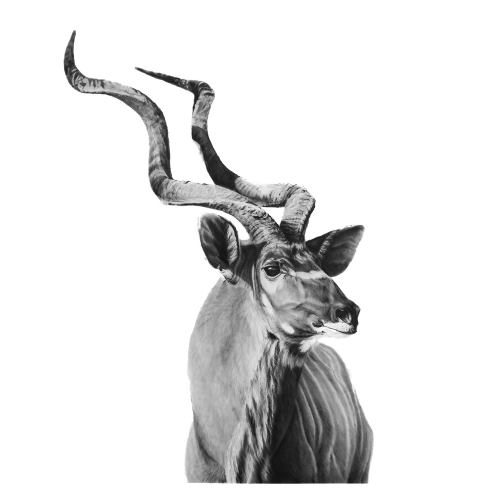 kudu