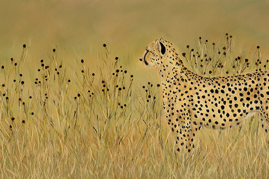 cheetah