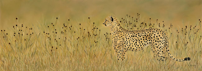 cheetah