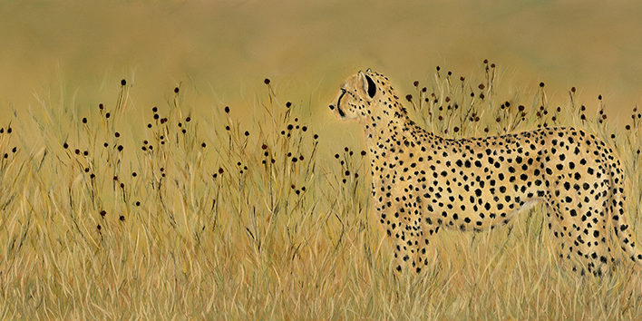 cheetah