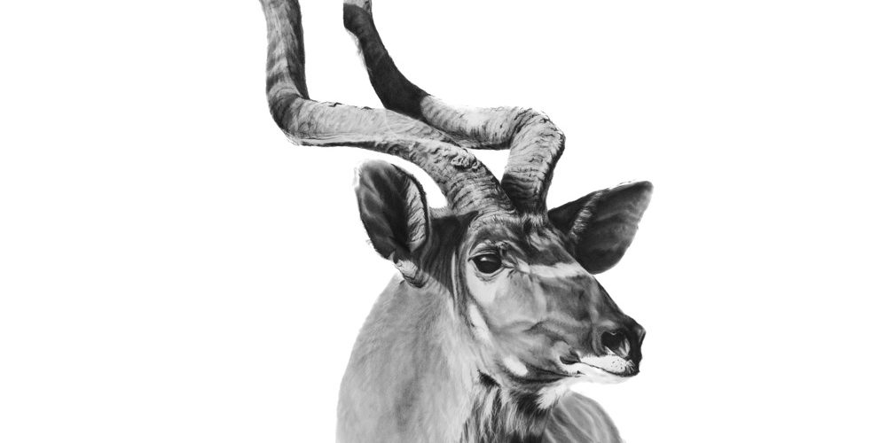 Kudu