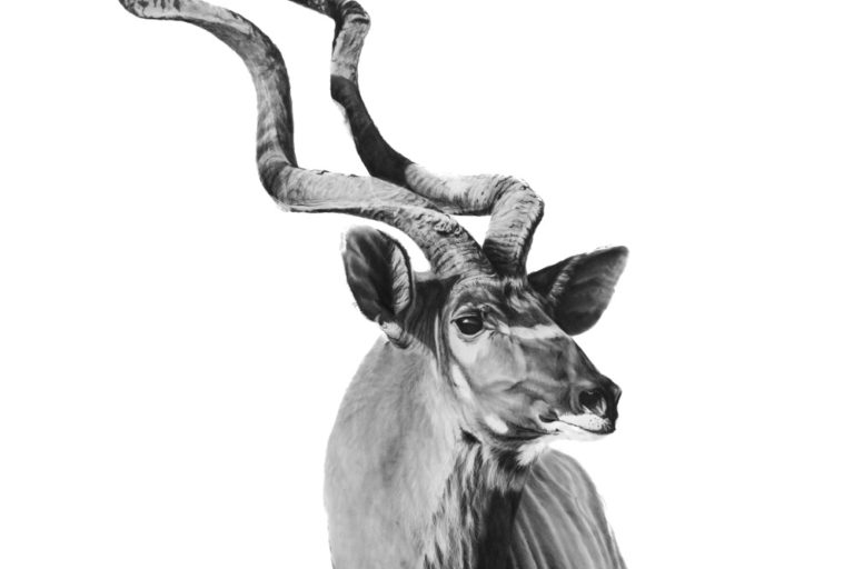 Kudu