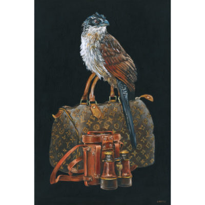 Burchell's Coucal