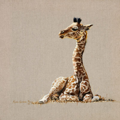 baby giraffe
