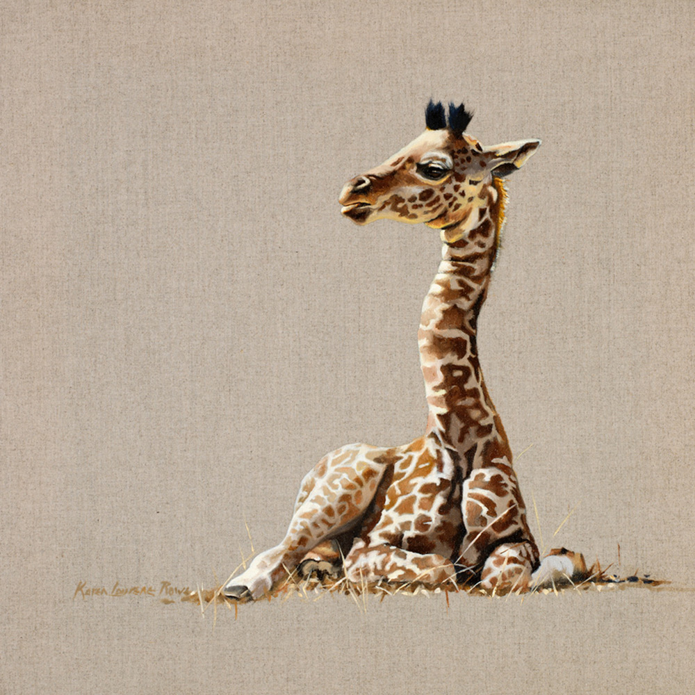 baby giraffe