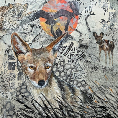 Black-backed jackal