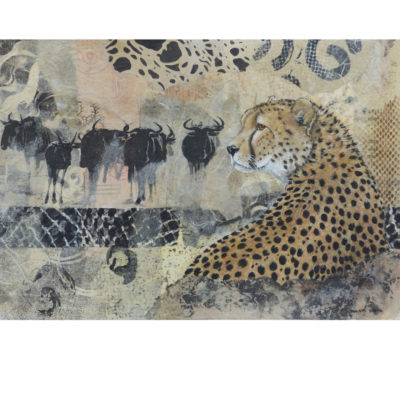 cheetah