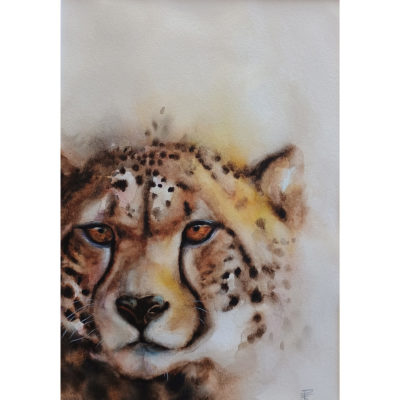 cheetah