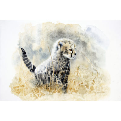 cheetah cub