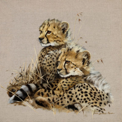 cheetah cubs