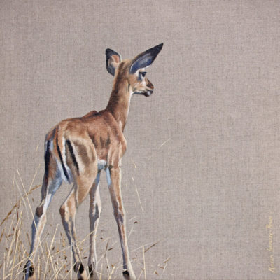 impala fawn