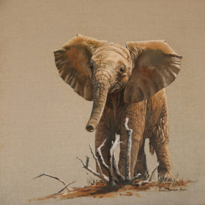 baby elephant