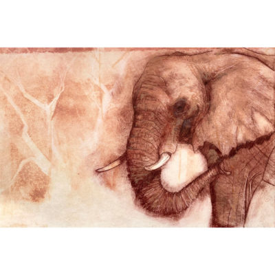African elephant