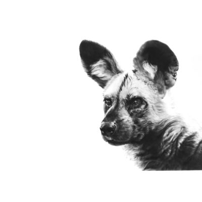 painted dog