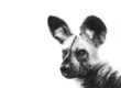 painted dog