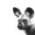 painted dog