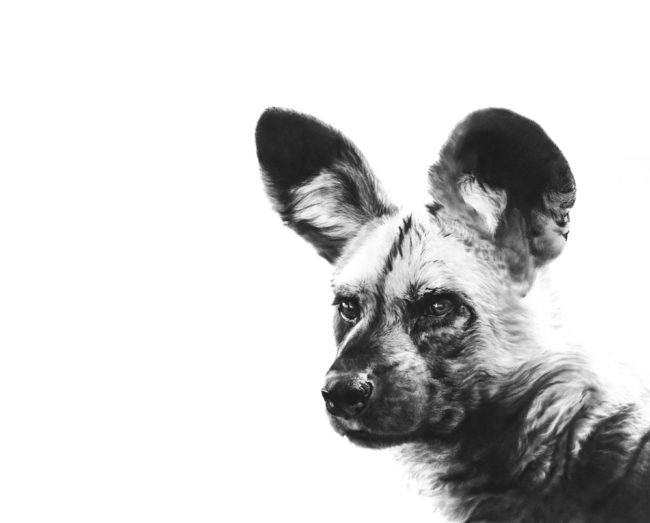 painted dog