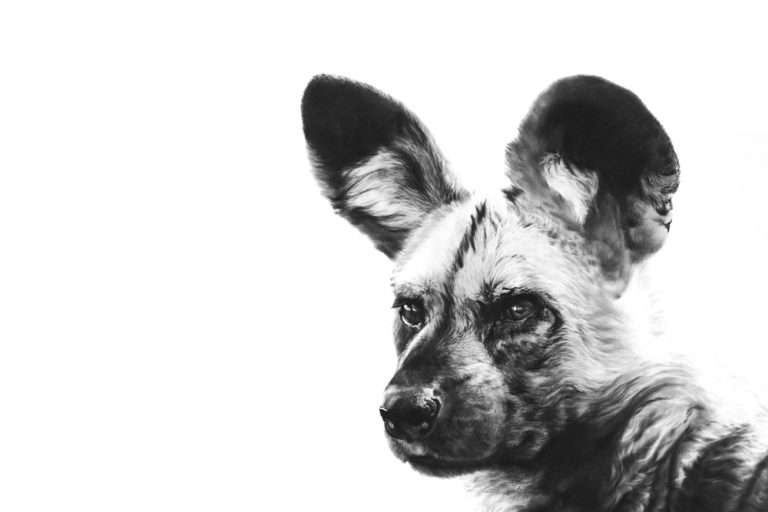 painted dog
