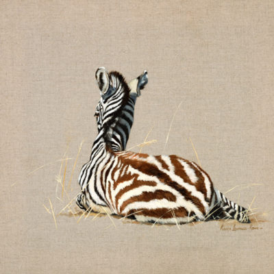 zebra